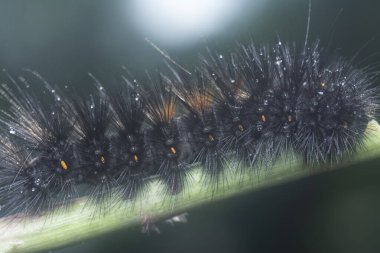 Dev Leopar Güvesi Tırtılına yakın çekim