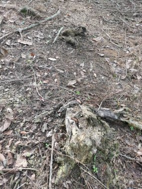 Kurak zeminde çürümüş odun.