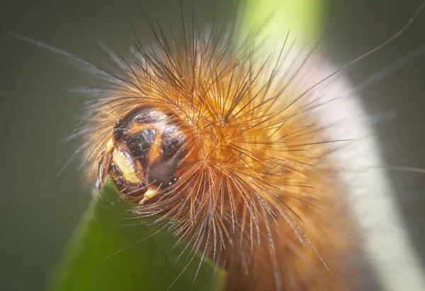 closeup with the rust-colored fuzzy caterpillar moth