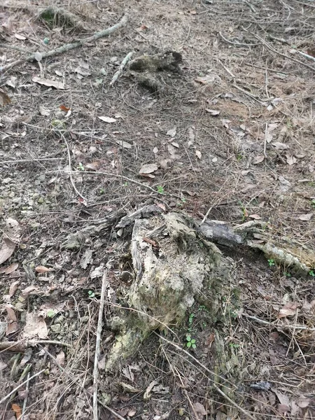 Rozkładające Się Drewno Suchej Ziemi — Zdjęcie stockowe