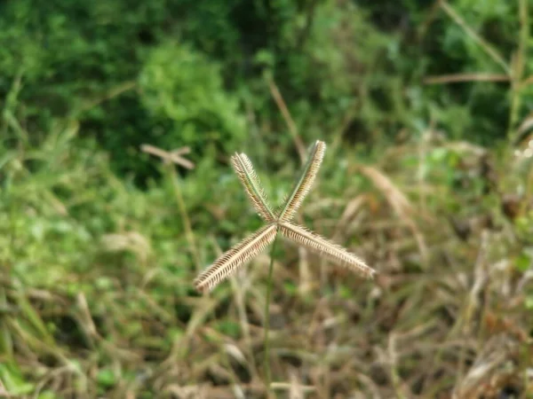 Nahaufnahme Des Grases Dactyloctenium Aegyptium — Stockfoto