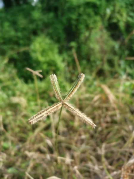 Tiro Cerca Hierba Dactyloctenium Aegyptium — Foto de Stock