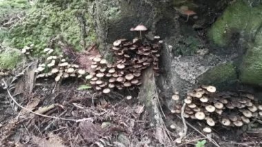 Yerdeki mantarların vahşi çeşitleri..