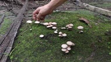 Yerdeki mantarların vahşi çeşitleri..