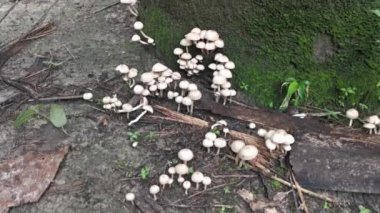 Yerdeki mantarların vahşi çeşitleri..