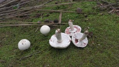 Vahşi beyaz agaricus arvensis mantarı