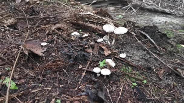 Wilde Soorten Coincapchampignons Grond — Stockvideo