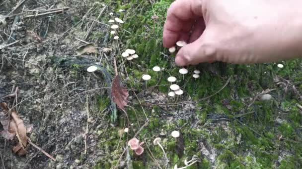 Wilde Sorten Von Kokapilzen Auf Dem Boden — Stockvideo