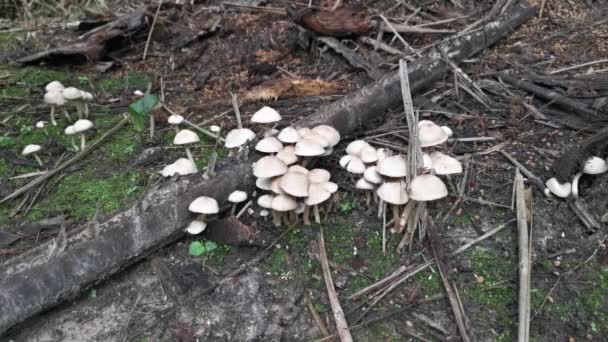 野种类的草冠蘑菇在地上 — 图库视频影像