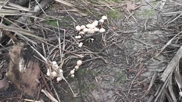 Variedades Selvagens Cogumelos Coincap Chão — Vídeo de Stock