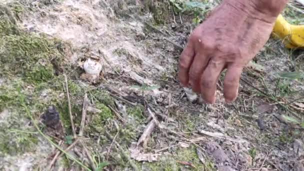 Colhendo Fresco Cogumelo Termitomyces Tampa Comestível — Vídeo de Stock