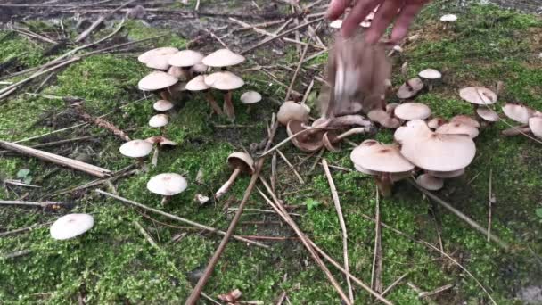 Variedades Selvagens Cogumelos Coincap Chão — Vídeo de Stock