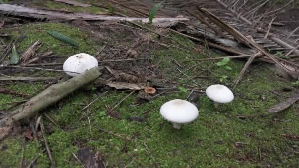 Vadon Termő Fehér Agaricus Arvensis Gomba — Stock videók