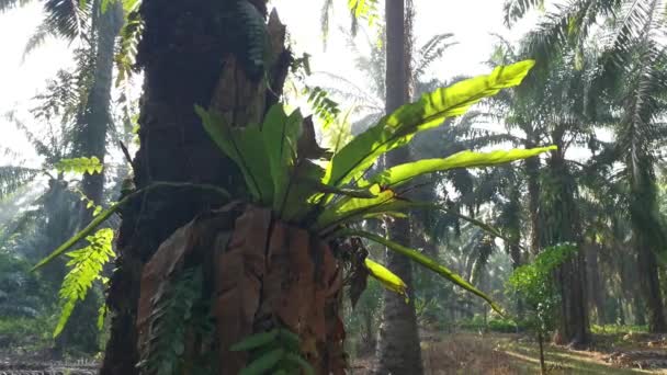 Heldere Ochtend Zonlicht Schijnt Rond Bird Nest Varens — Stockvideo