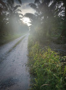 Şafak vakti, tarlaya giden yolun atmosfer manzarası.