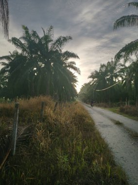 Şafak vakti, tarlaya giden yolun atmosfer manzarası.