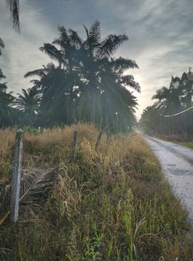 Şafak vakti, tarlaya giden yolun atmosfer manzarası.