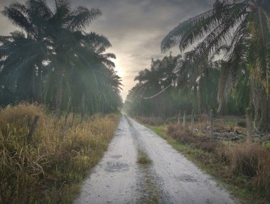 Şafak vakti, tarlaya giden yolun atmosfer manzarası.