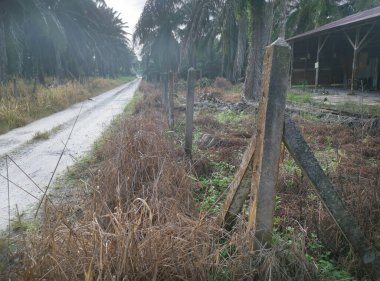 Şafak vakti, tarlaya giden yolun atmosfer manzarası.