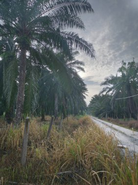 Şafak vakti, tarlaya giden yolun atmosfer manzarası.