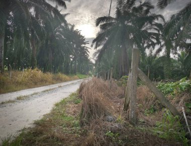 Şafak vakti, tarlaya giden yolun atmosfer manzarası.