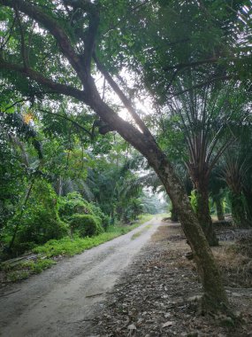 Şafak vakti, tarlaya giden yolun atmosfer manzarası.
