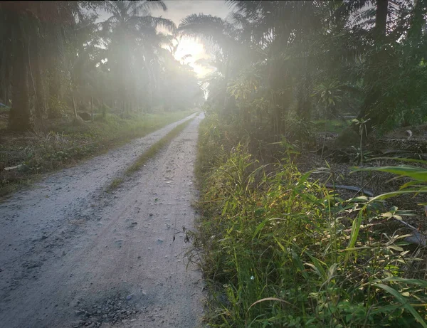 Vroege Dageraad Atmosfeer Scene Van Het Pad Naar Plantage — Stockfoto