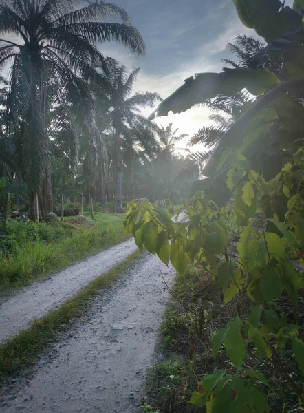 Début Aube Atmosphère Scène Voie Accès Plantation — Photo