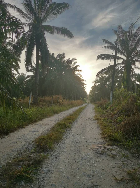 Début Aube Atmosphère Scène Voie Accès Plantation — Photo