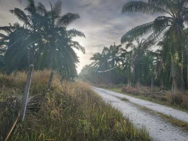 Vroege Dageraad Atmosfeer Scene Van Het Pad Naar Plantage — Stockfoto