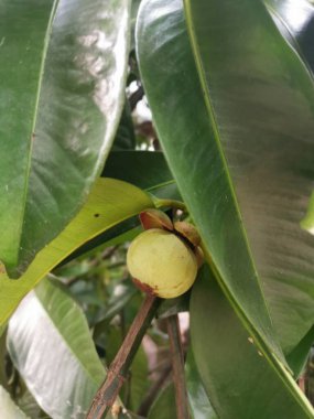 Olgunlaşmamış yeşil mangosteen meyveleri