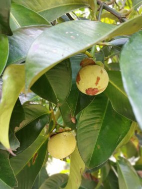 Olgunlaşmamış yeşil mangosteen meyveleri