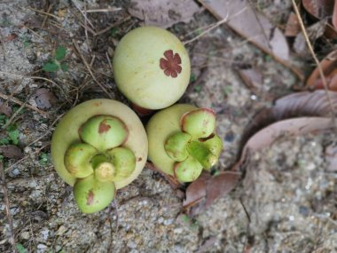 Olgunlaşmamış yeşil mangosteen meyveleri