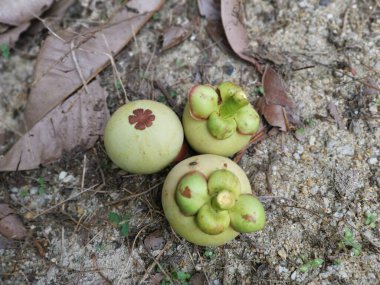 Olgunlaşmamış yeşil mangosteen meyveleri