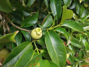 Olgunlaşmamış yeşil mangosteen meyveleri