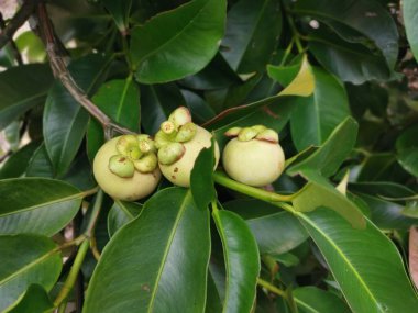 Olgunlaşmamış yeşil mangosteen meyveleri