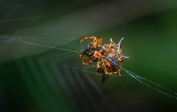Closeup Shot Brown Spiny Orb Weaver Spider — Stockfoto