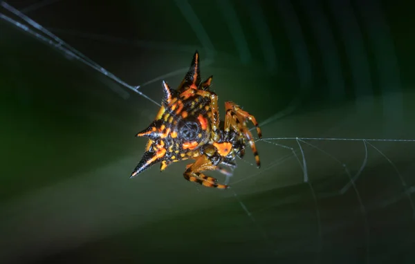 Closeup Shot Brown Spiny Orb Weaver Spider — Fotografia de Stock