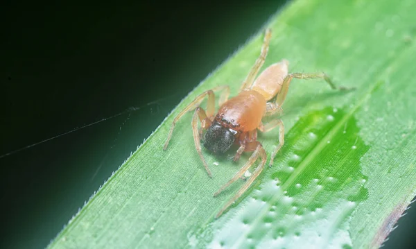 Close Shot Leafcurling Sac Spider — Fotografia de Stock