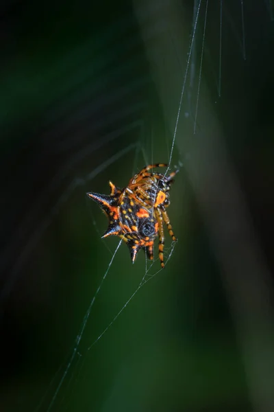 Closeup Shot Brown Spiny Orb Weaver Spider — Stock fotografie