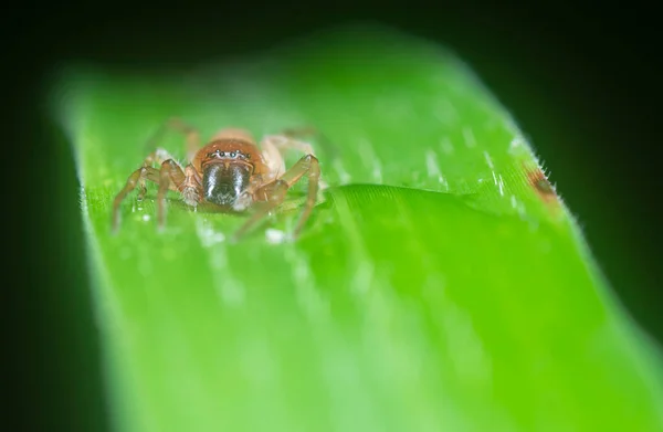 Close Shot Leafcurling Sac Spider — Stock Fotó