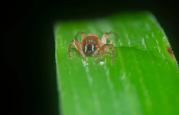 Close Shot Leafcurling Sac Spider — Stock Fotó
