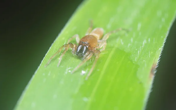 Close Shot Leafcurling Sac Spider — Fotografia de Stock