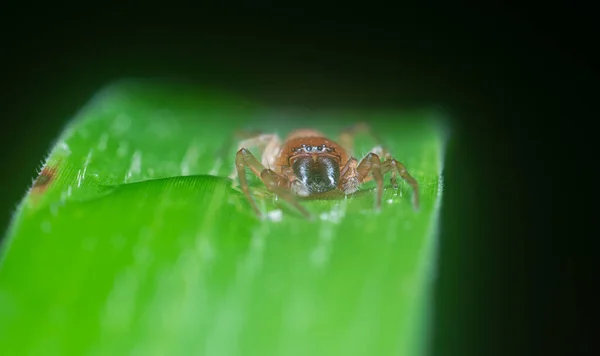 Nahaufnahme Der Leafcurling Sac Spider — Stockfoto