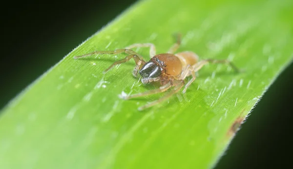 Close Shot Leafcurling Sac Spider — Fotografia de Stock