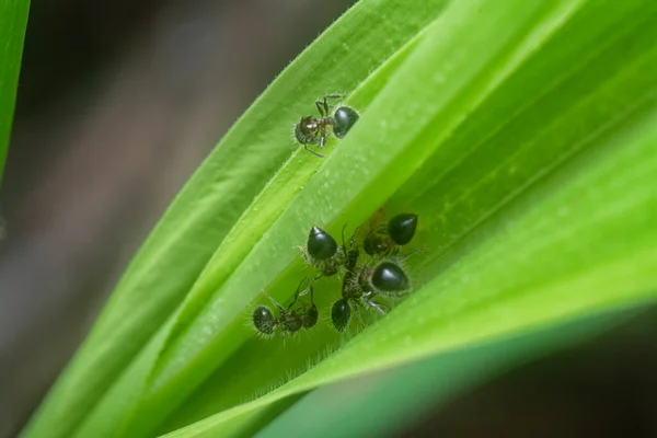 Crematogaster Laeviuscula Ants Hiding Blade Grasses — Stock Photo, Image