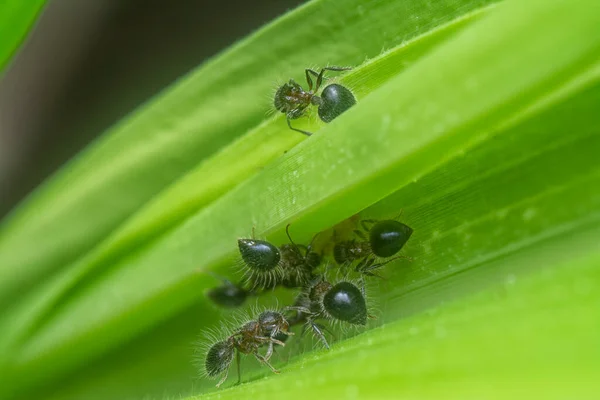 krematogaster laeviuscula karıncaları otların arasında saklanıyor.