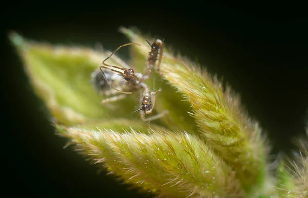 Tiro Cerca Sinea Insecto Asesino —  Fotos de Stock