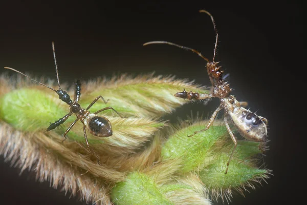 Close Shot Sinea Assassin Bug — Fotografia de Stock