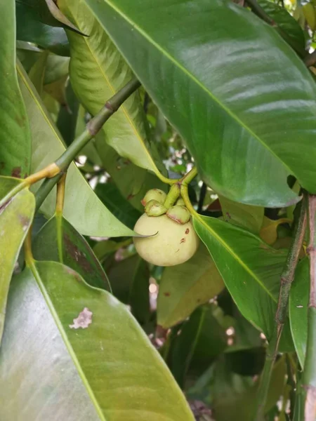 Frutti Mangostano Crescita Verde Acerba — Foto Stock